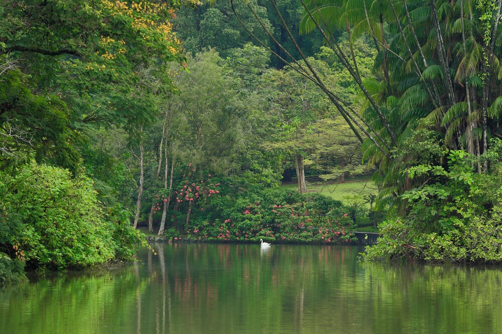 Swan Lake - 48 hours in Singapore